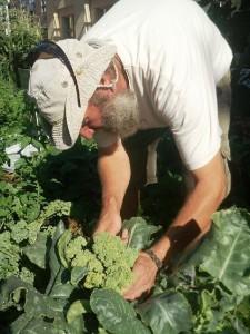 8-1-12Gardenbrocoli