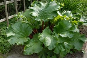 Rhubarb-