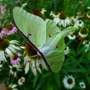 Untitled (Luna Moth)