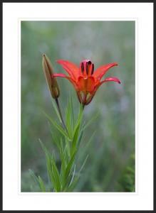 Wood Lily