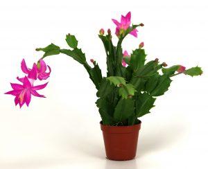 Why Is My Christmas Cactus Blooming In March Iowa City Public Library
