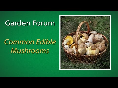 Common edible mushrooms