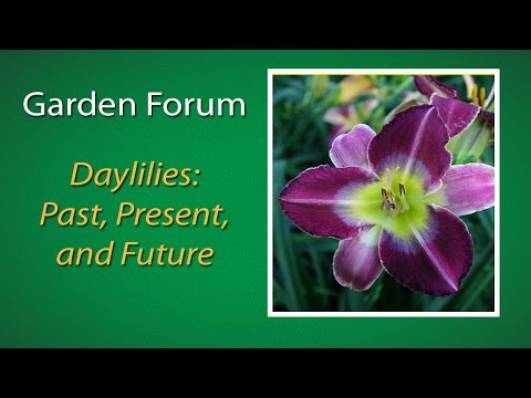 Daylilies : past, present, and future